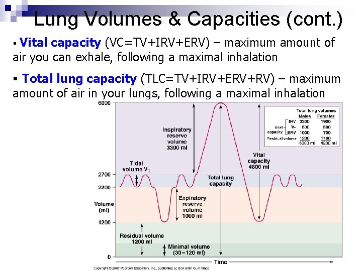 Lung Volumes & Capacities (cont. ) Vital capacity (VC=TV+IRV+ERV) – maximum amount of air