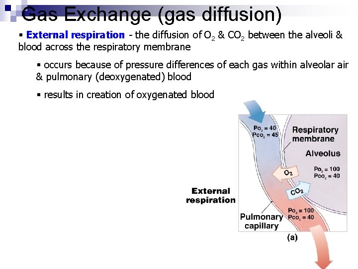 Gas Exchange (gas diffusion) § External respiration - the diffusion of O 2 &