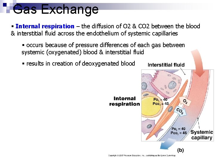 Gas Exchange § Internal respiration – the diffusion of O 2 & CO 2