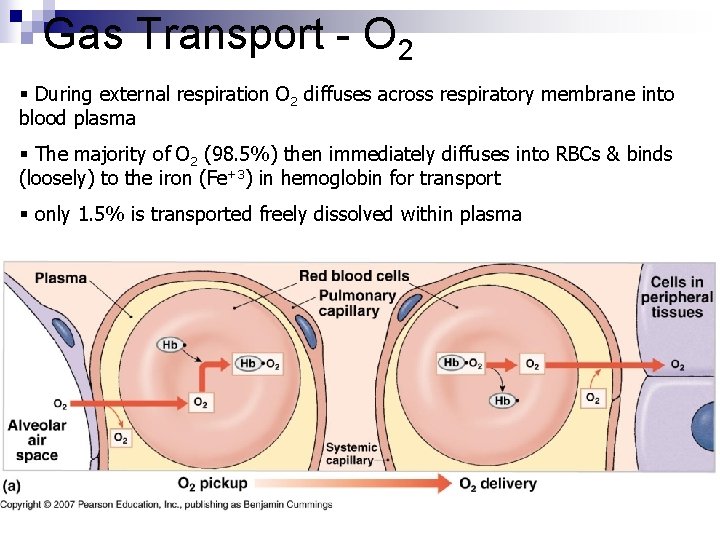 Gas Transport - O 2 § During external respiration O 2 diffuses across respiratory