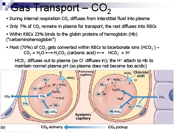 Gas Transport – CO 2 § During internal respiration CO 2 diffuses from interstitial