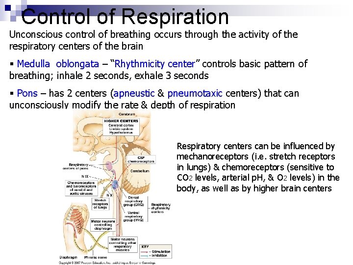 Control of Respiration Unconscious control of breathing occurs through the activity of the respiratory