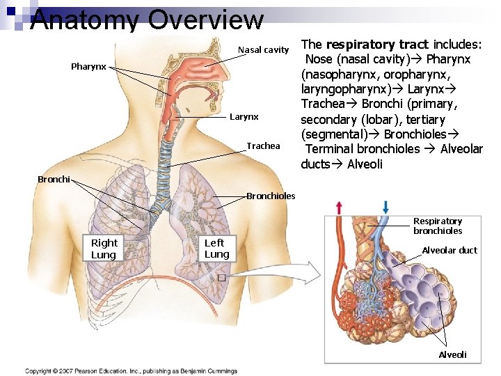 Anatomy Overview Nasal cavity Pharynx Larynx Trachea The respiratory tract includes: Nose (nasal cavity)
