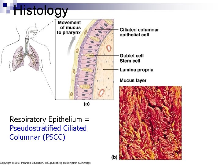 Histology Respiratory Epithelium = Pseudostratified Ciliated Columnar (PSCC) 