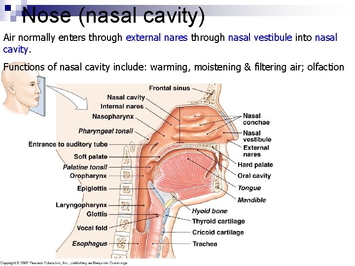 Nose (nasal cavity) Air normally enters through external nares through nasal vestibule into nasal