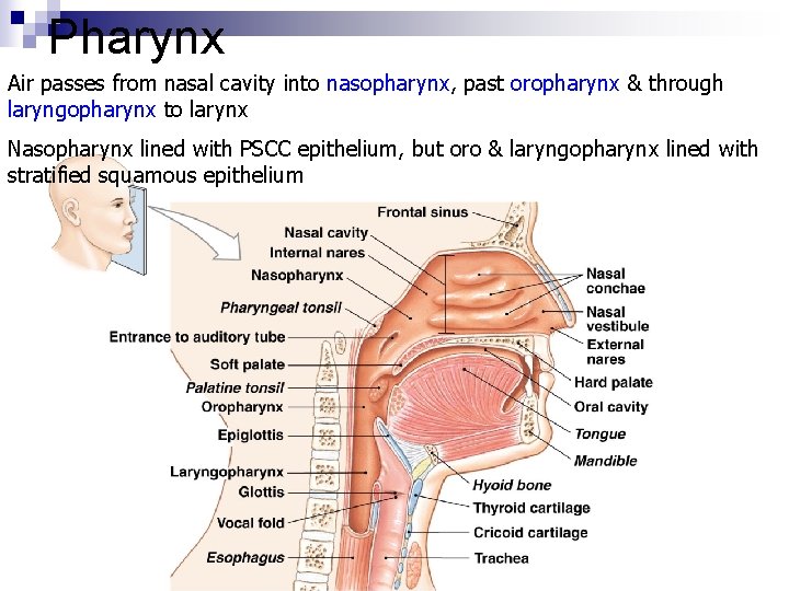 Pharynx Air passes from nasal cavity into nasopharynx, past oropharynx & through laryngopharynx to