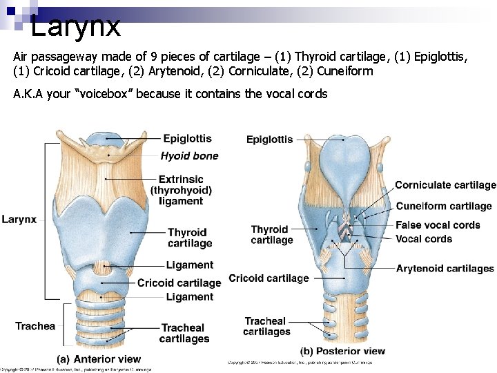 Larynx Air passageway made of 9 pieces of cartilage – (1) Thyroid cartilage, (1)
