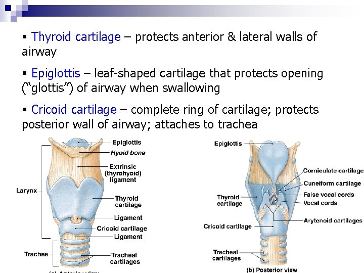 § Thyroid cartilage – protects anterior & lateral walls of airway § Epiglottis –