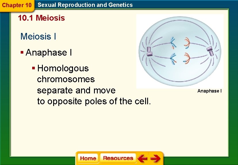 Chapter 10 Sexual Reproduction and Genetics 10. 1 Meiosis I § Anaphase I §