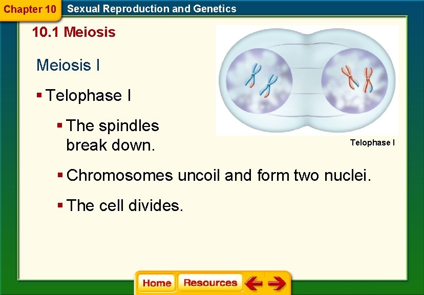 Chapter 10 Sexual Reproduction and Genetics 10. 1 Meiosis I § Telophase I §