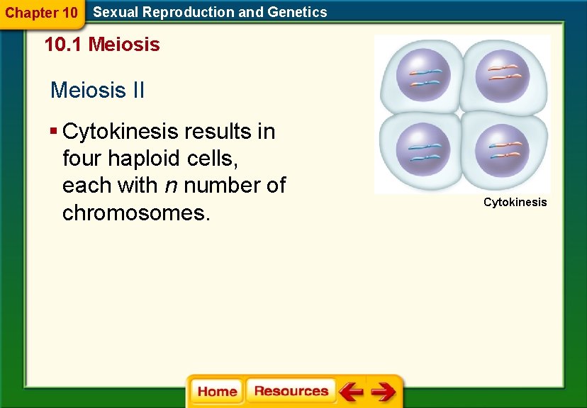Chapter 10 Sexual Reproduction and Genetics 10. 1 Meiosis II § Cytokinesis results in