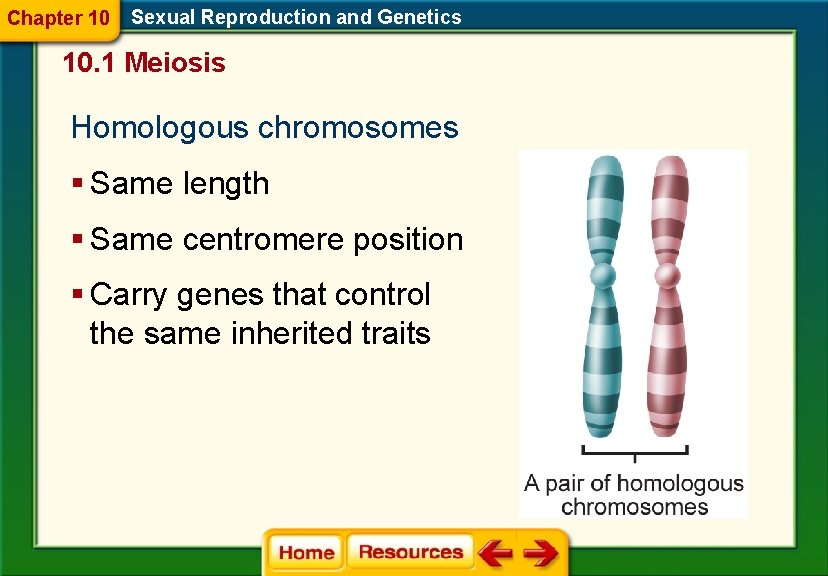 Chapter 10 Sexual Reproduction and Genetics 10. 1 Meiosis Homologous chromosomes § Same length
