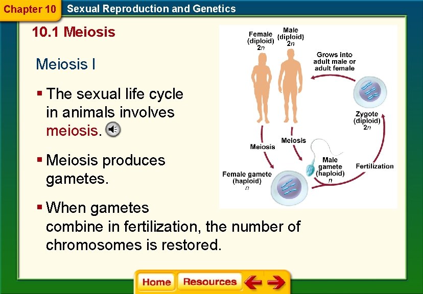 Chapter 10 Sexual Reproduction and Genetics 10. 1 Meiosis I § The sexual life