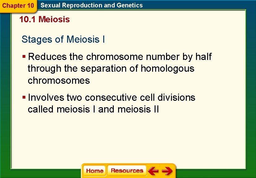 Chapter 10 Sexual Reproduction and Genetics 10. 1 Meiosis Stages of Meiosis I §