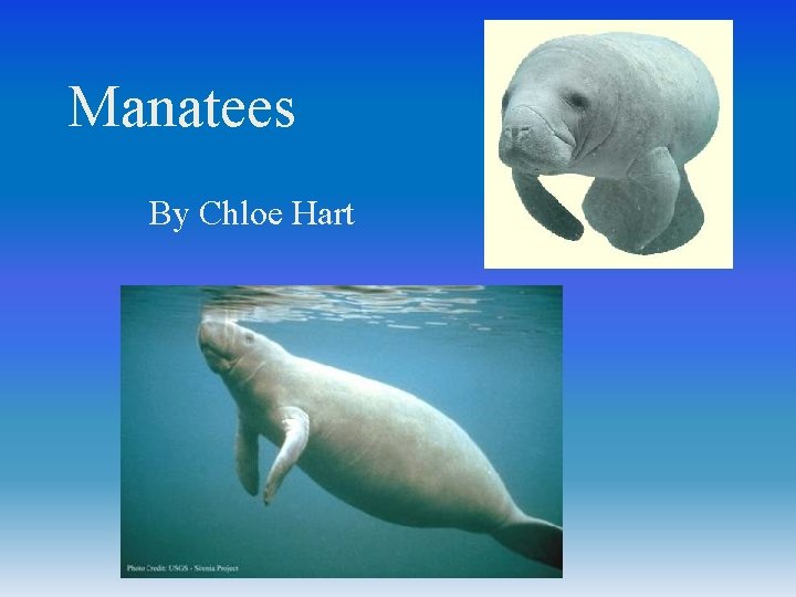 Manatees By Chloe Hart 