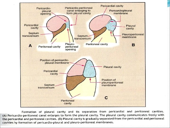 Anatomy and Physiology of Pleura Dr Naresh Kumar