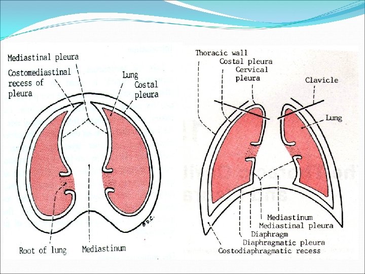Anatomy and Physiology of Pleura Dr Naresh Kumar