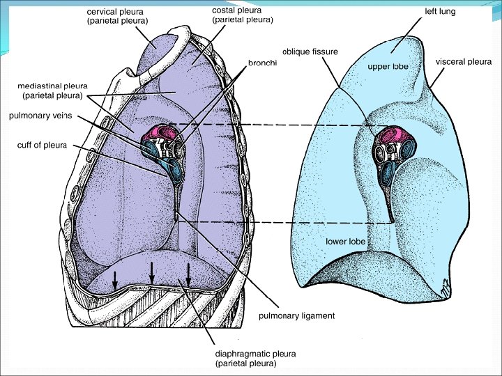 Anatomy and Physiology of Pleura Dr Naresh Kumar