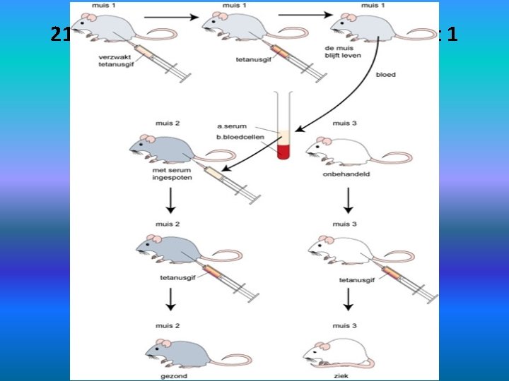 21. 5. 3. Meer over humorale immmuniteit 1 Experiment met muizen 1 x klikken