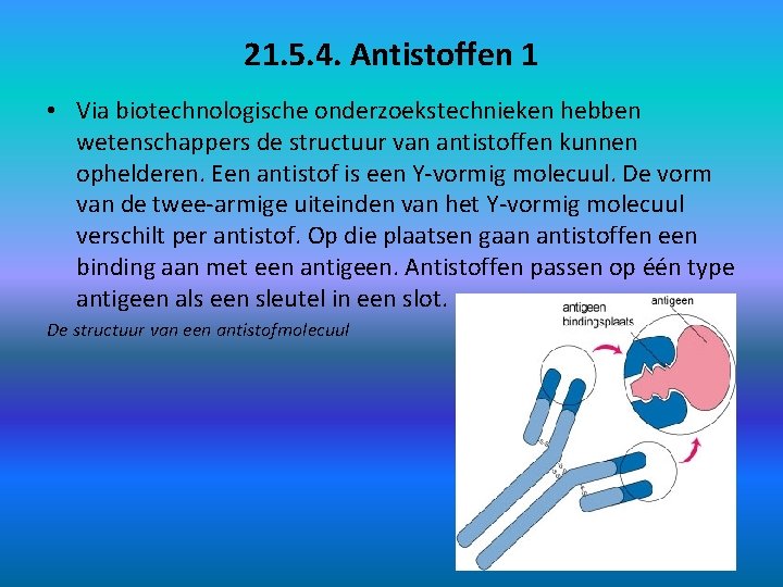 21. 5. 4. Antistoffen 1 • Via biotechnologische onderzoekstechnieken hebben wetenschappers de structuur van