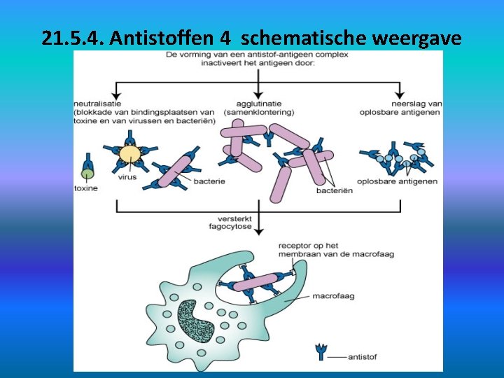 21. 5. 4. Antistoffen 4 schematische weergave 