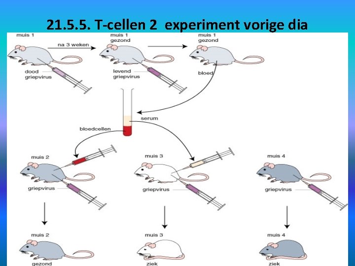 21. 5. 5. T-cellen 2 experiment vorige dia 