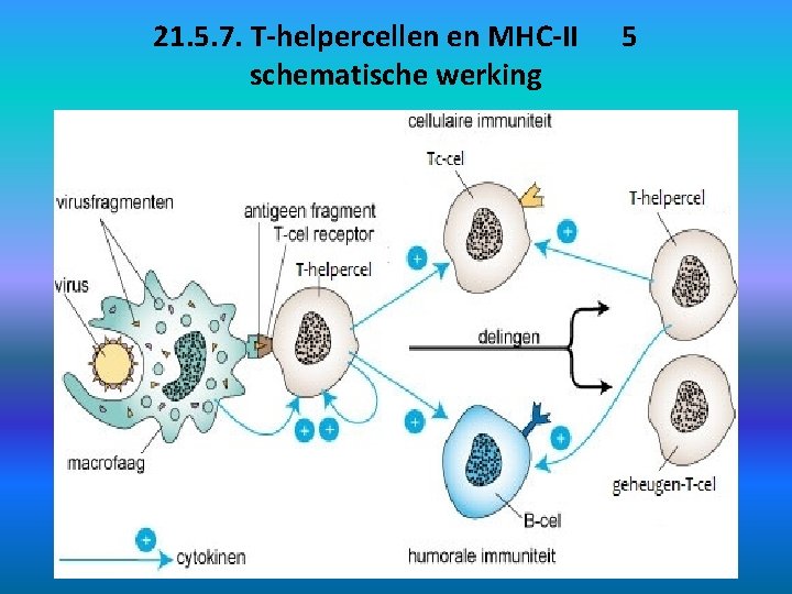 21. 5. 7. T-helpercellen en MHC-II schematische werking 5 