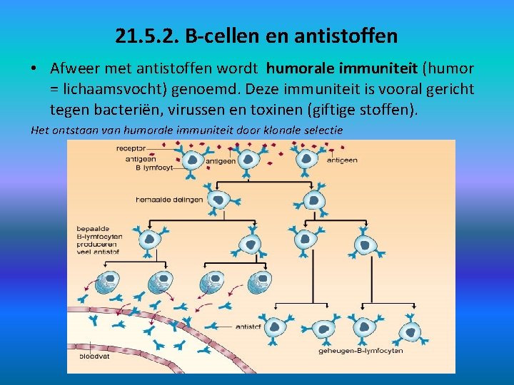 21. 5. 2. B-cellen en antistoffen • Afweer met antistoffen wordt humorale immuniteit (humor