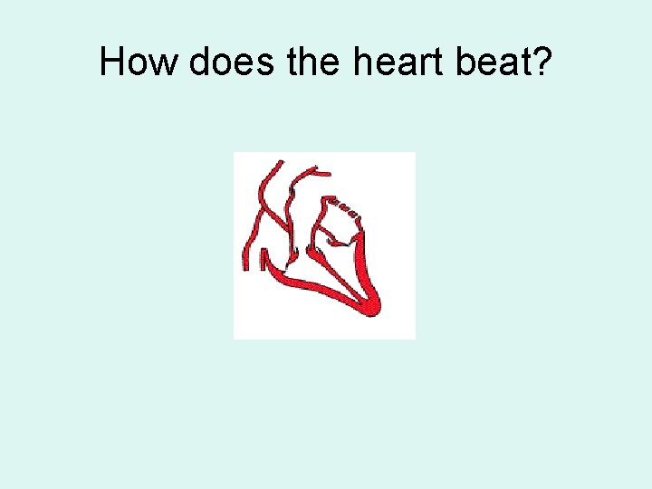 How does the heart beat? 