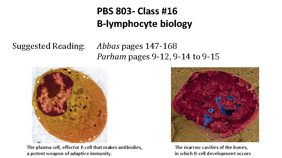 PBS 803 - Class #16 B-lymphocyte biology Suggested Reading: Abbas pages 147 -168 Parham