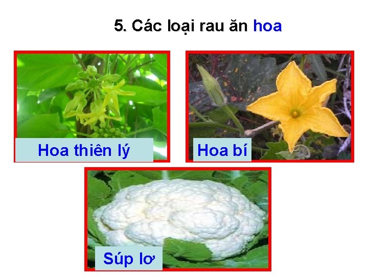 5. Các loại rau ăn hoa Hoa thiên lý Súp lơ Hoa bí 
