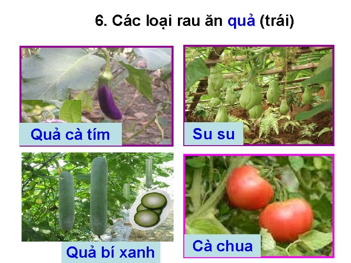 6. Các loại rau ăn quả (trái) Quả cà tím Quả bí xanh Su