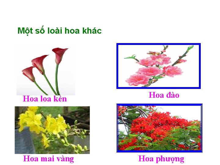 Một số loài hoa khác Hoa loa kèn Hoa mai vàng Hoa đào Hoa