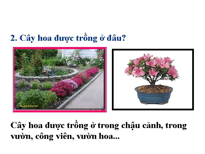 2. Cây hoa được trồng ở đâu? Cây hoa được trồng ở trong chậu