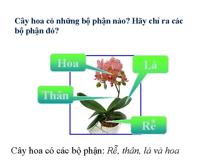 Cây hoa có những bộ phận nào? Hãy chỉ ra các bộ phận đó?