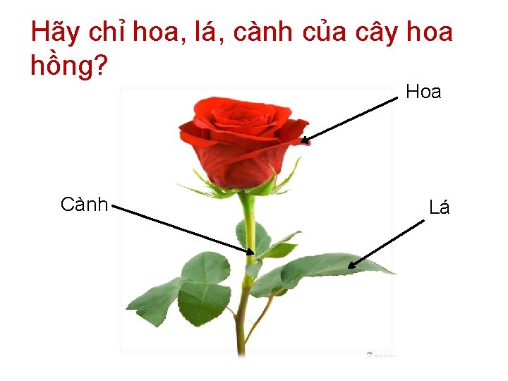 Hãy chỉ hoa, lá, cành của cây hoa hồng? Hoa Cành Lá 