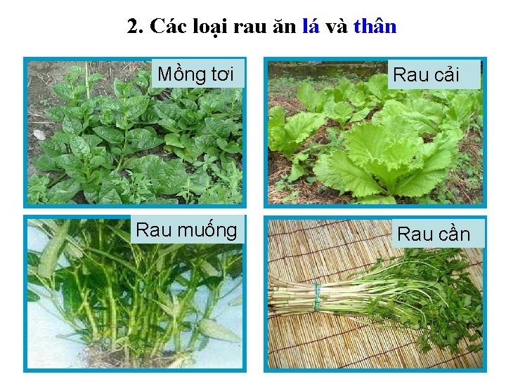 2. Các loại rau ăn lá và thân Mồng tơi Rau muống Rau cải