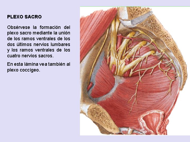 PLEXO SACRO Obsérvese la formación del plexo sacro mediante la unión de los ramos