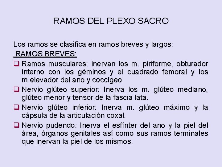 RAMOS DEL PLEXO SACRO Los ramos se clasifica en ramos breves y largos: RAMOS