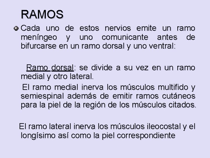 RAMOS Cada uno de estos nervios emite un ramo meníngeo y uno comunicantes de