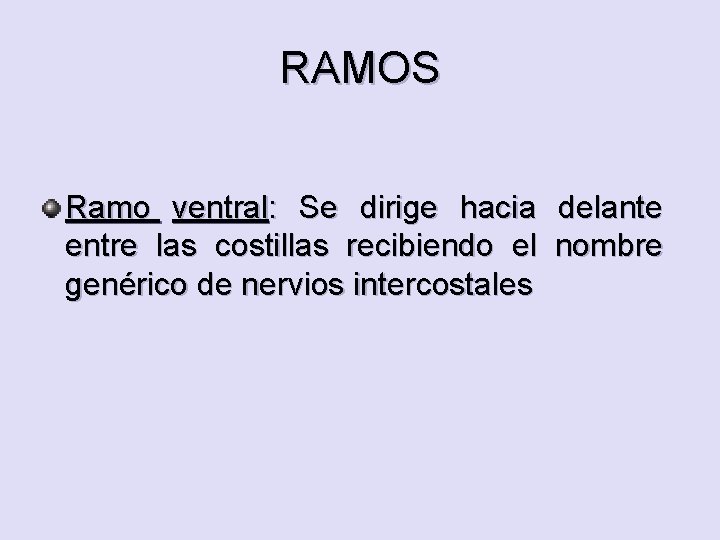 RAMOS Ramo ventral: Se dirige hacia delante entre las costillas recibiendo el nombre genérico