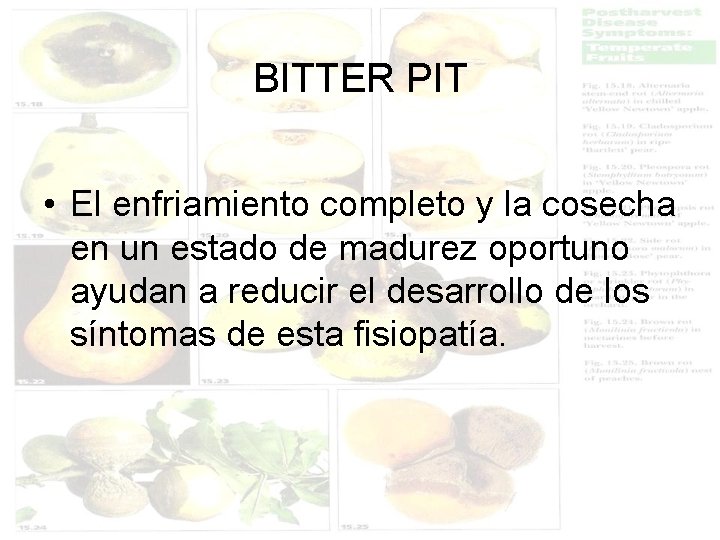 BITTER PIT • El enfriamiento completo y la cosecha en un estado de madurez