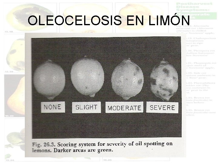 OLEOCELOSIS EN LIMÓN 