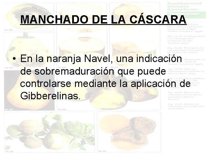 MANCHADO DE LA CÁSCARA • En la naranja Navel, una indicación de sobremaduración que