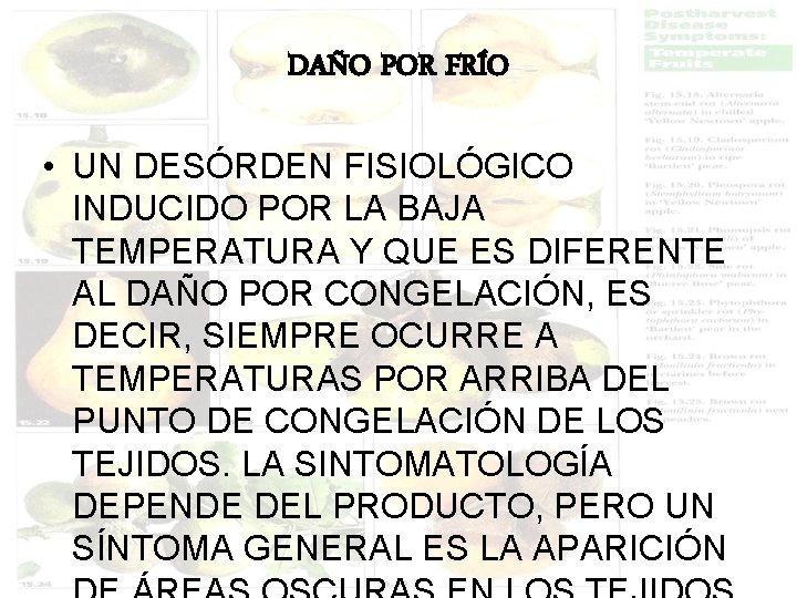 DAÑO POR FRÍO • UN DESÓRDEN FISIOLÓGICO INDUCIDO POR LA BAJA TEMPERATURA Y QUE