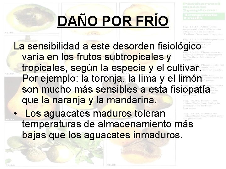 DAÑO POR FRÍO La sensibilidad a este desorden fisiológico varía en los frutos subtropicales