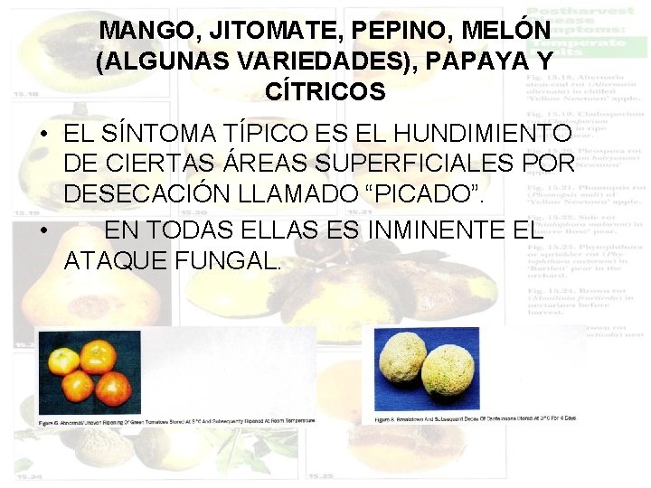 MANGO, JITOMATE, PEPINO, MELÓN (ALGUNAS VARIEDADES), PAPAYA Y CÍTRICOS • EL SÍNTOMA TÍPICO ES