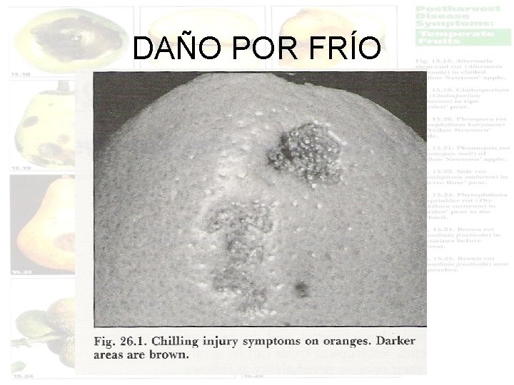 DAÑO POR FRÍO 