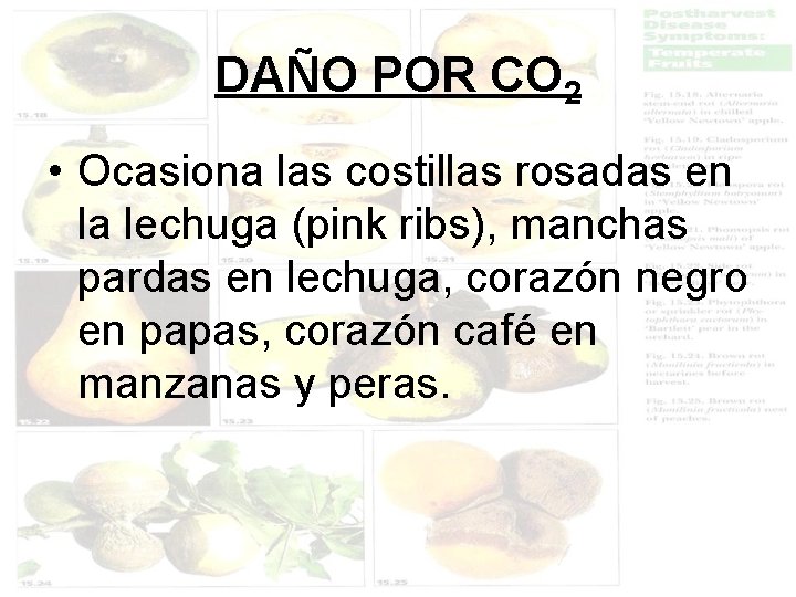 DAÑO POR CO 2 • Ocasiona las costillas rosadas en la lechuga (pink ribs),