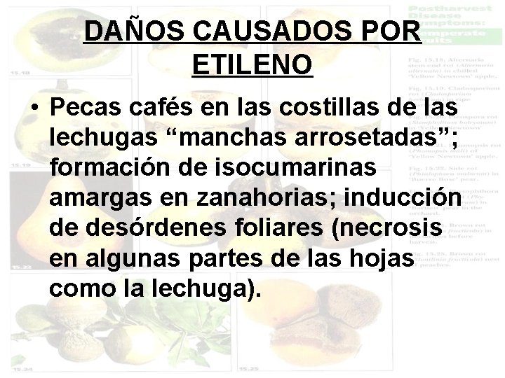 DAÑOS CAUSADOS POR ETILENO • Pecas cafés en las costillas de las lechugas “manchas